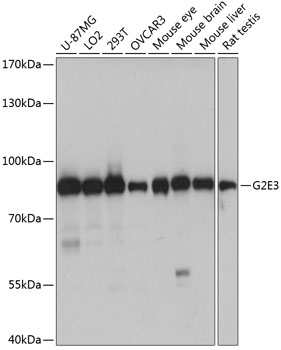 Anti-G2E3 Antibody (CAB14410)