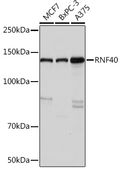 Anti-RNF40 Antibody (CAB9598)