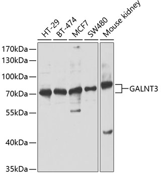 Anti-GALNT3 Antibody (CAB13985)