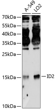 Anti-ID2 Antibody (CAB12105)