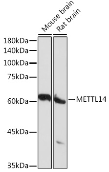 Anti-METTL14 Polyclonal Antibody (CAB8530)