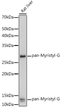 Anti-pan-Myristyl-G Antibody (CAB18599)