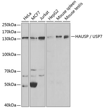 Anti-HAUSP / USP7 Antibody (CAB2345)