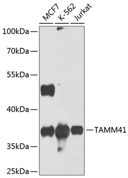 Anti-TAMM41 Polyclonal Antibody (CAB8374)