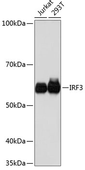 Anti-IRF3 Antibody [KO Validated] (CAB19717)