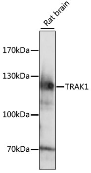 Anti-TRAK1 Antibody (CAB15249)