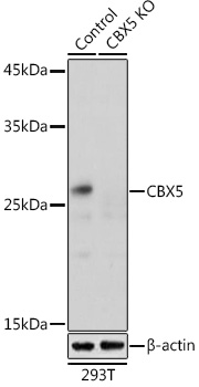 Anti-CBX5 Antibody [KO Validated] (CAB1098)