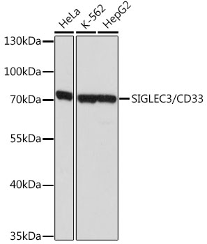 Anti-SIGLEC3/CD33 Antibody (CAB2059)