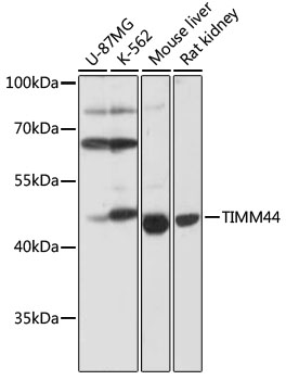 Anti-TIMM44 Antibody (CAB17446)