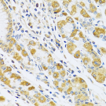 Anti-PSG1 Antibody (CAB6399)