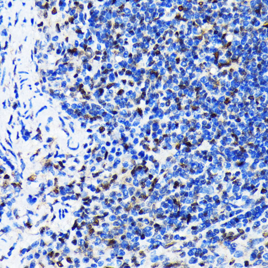 Anti-HuR / ELAVL1 Antibody [KO Validated] (CAB19622)