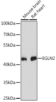 Anti-EGLN2 Antibody (CAB13447)