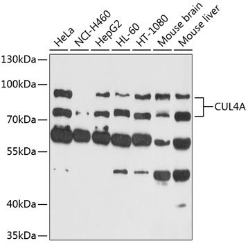 Anti-CUL4A Antibody (CAB13911)