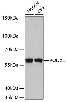 Anti-PODXL Mouse Monoclonal Antibody (CAB5911)