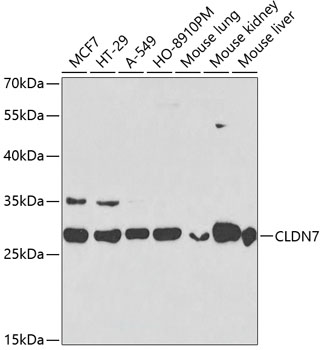 Anti-CLDN7 Antibody (CAB2035)