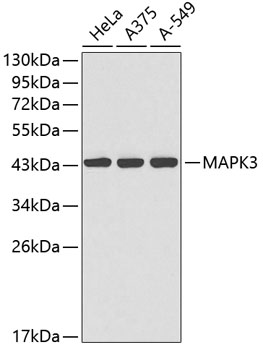 Anti-MAPK3 Mouse Monoclonal Antibody