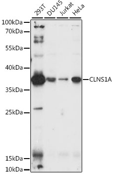 Anti-CLNS1A Polyclonal Antibody (CAB9739)