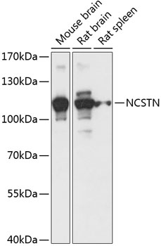 Anti-NCSTN Antibody (CAB14505)