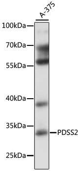 Anti-PDSS2 Antibody (CAB16557)