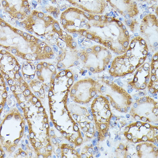 Anti-HAL Antibody (CAB13021)