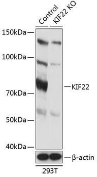 Anti-KIF22 Antibody [KO Validated] (CAB19881)