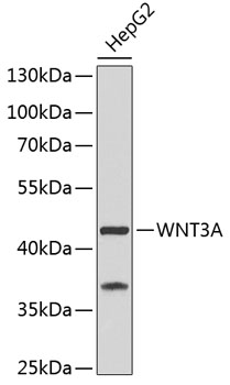 Anti-Protein Wnt-3a Monoclonal Antibody (CAB9923)