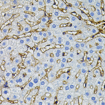 Anti-CBL Antibody (CAB7881)