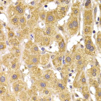 Anti-Slug Antibody (CAB13352)