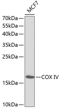 Anti-COX IV Antibody (CAB1263)