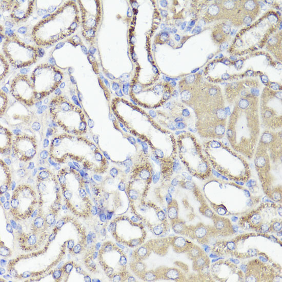 Anti-CD44 Antibody (CAB16807)