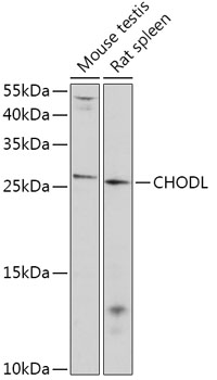 Anti-CHODL Antibody (CAB17827)