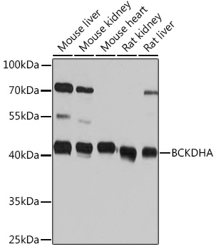 Anti-BCKDHA Antibody (CAB16774)