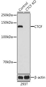 Anti-CTCF Antibody [KO Validated] (CAB18627)