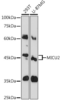 Anti-MICU2 Antibody (CAB12198)