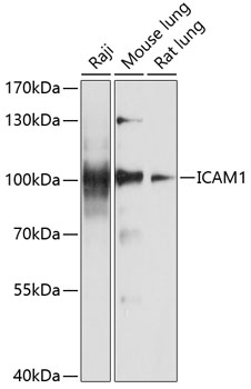 Anti-ICAM1 Antibody (CAB5597)