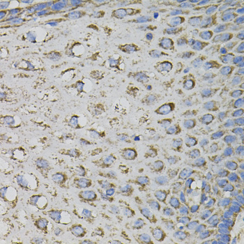 Anti-PTPRC Antibody (CAB2115)