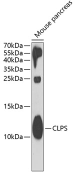 Anti-CLPS Antibody (CAB6364)