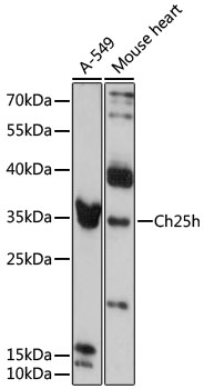 Anti-Ch25h Antibody