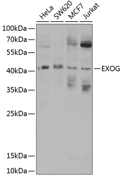 Anti-EXOG Antibody (CAB3364)