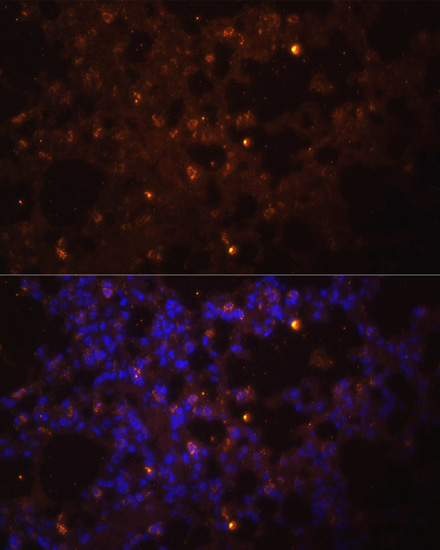 Anti-IL-1 beta Antibody (CAB16288)