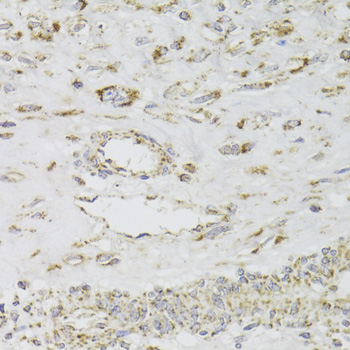 Anti-MDH2 Antibody (CAB6297)