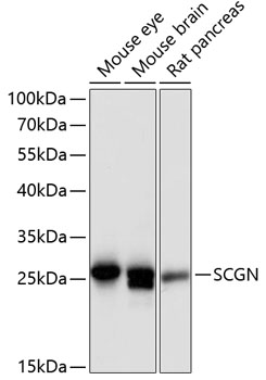 Anti-SCGN Antibody (CAB12897)