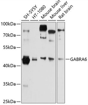 Anti-GABRA6 Antibody (CAB12750)