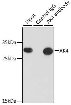 Anti-AK4 Antibody (CAB13461)