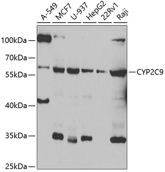 Anti-CYP2C9 Antibody (CAB6219)