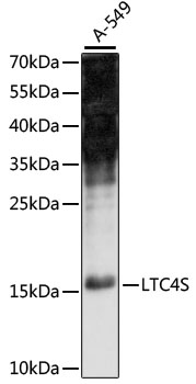 Anti-LTC4S Antibody (CAB15071)