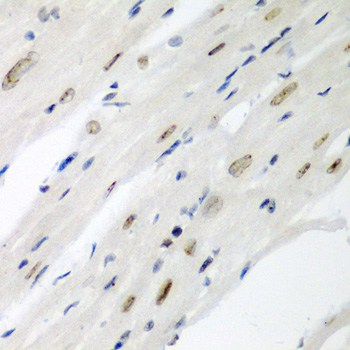 Anti-CDC27 Antibody (CAB1954)