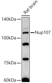 Western blot analysis of extracts of Rat brain, using Nup107 antibody at 1:500 dilution. Secondary antibody: HRP Goat Anti-Rabbit IgG (H+L) at 1:10000 dilution. Lysates/proteins: 25ug per lane. Blocking buffer: 3% nonfat dry milk in TBST. Detection: ECL Basic Kit. Exposure time: 180s.