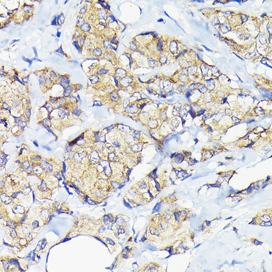 Anti-EEF1G Antibody (CAB7891)