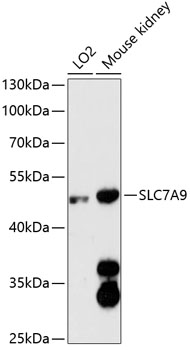 Anti-SLC7A9 Antibody (CAB12848)